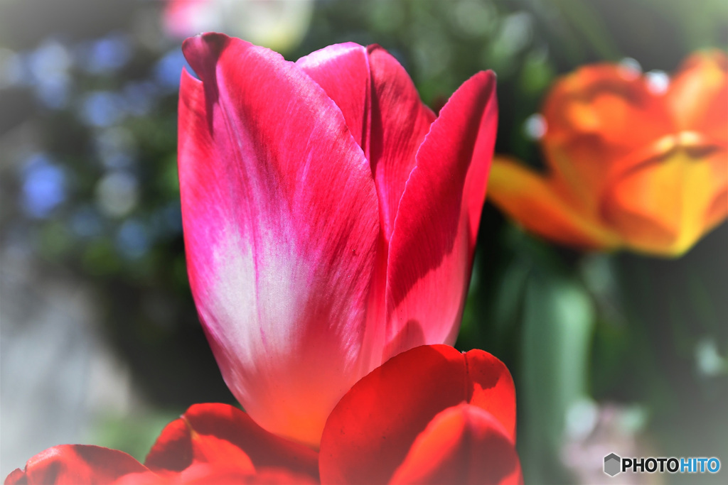 庭に咲いたチューリップの花 22-208  