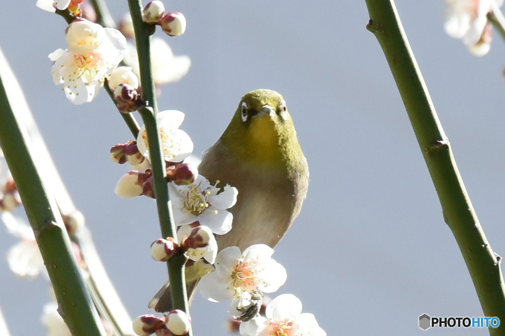 野山の鳥  21-341  メジ君