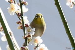 野山の鳥  21-341  メジ君