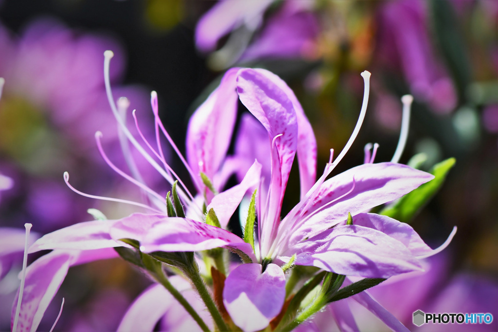 庭に咲いたモチツツジの花 22-234  