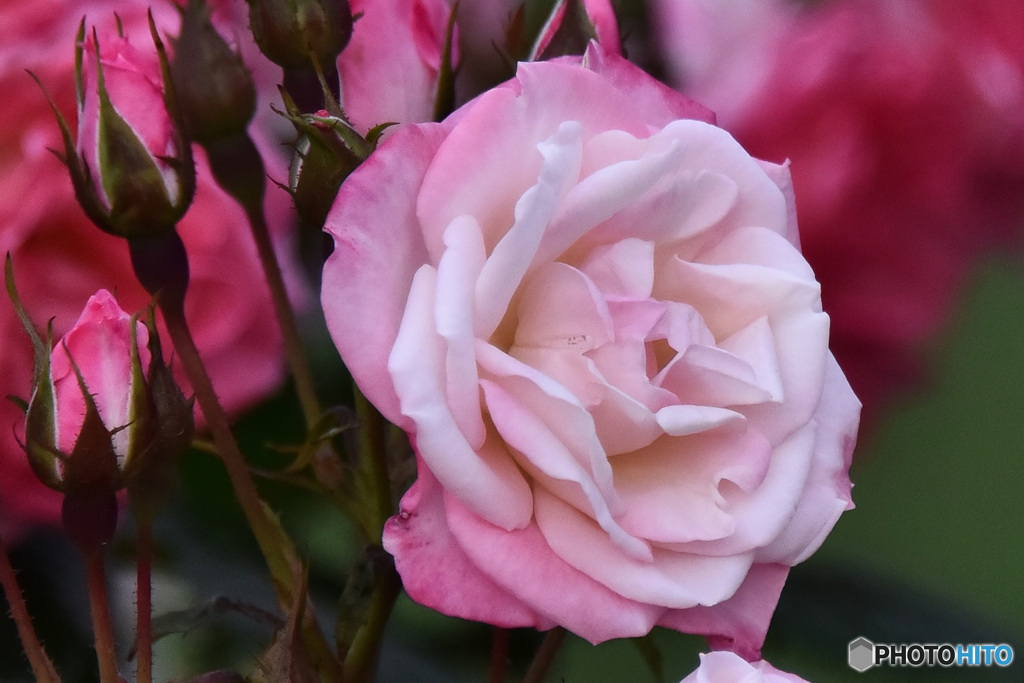 園に咲いていたバラの花 22-453