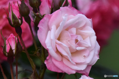 園に咲いていたバラの花 22-453