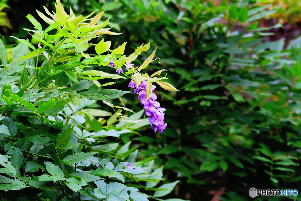 時期外れに咲いた藤の花  