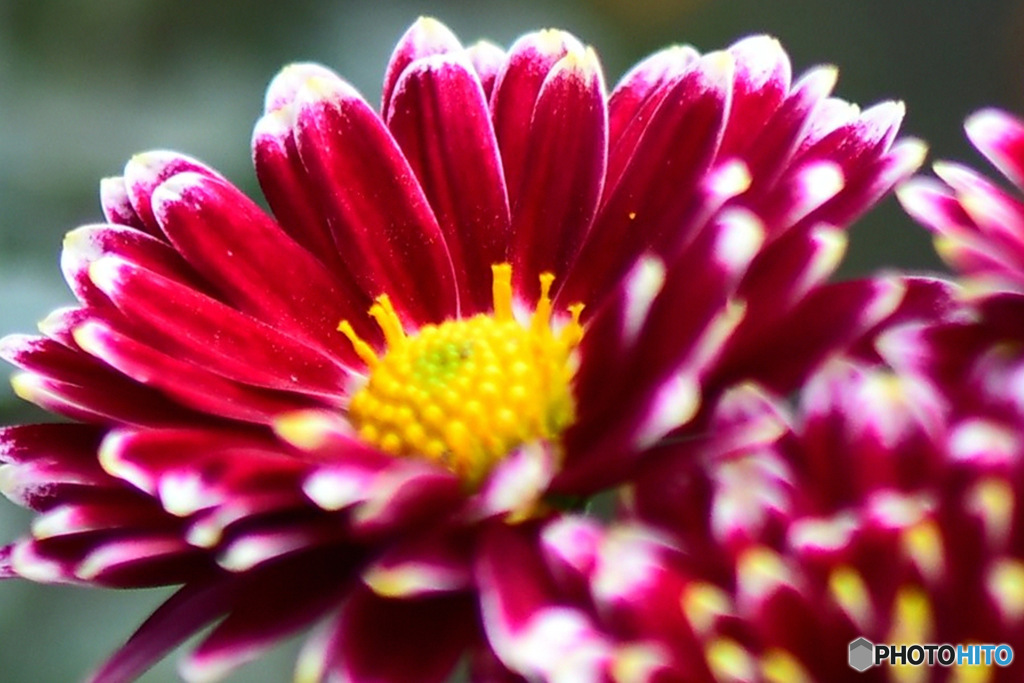  庭に咲いた小菊 