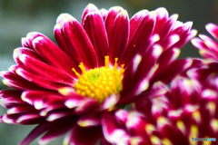  庭に咲いた小菊 