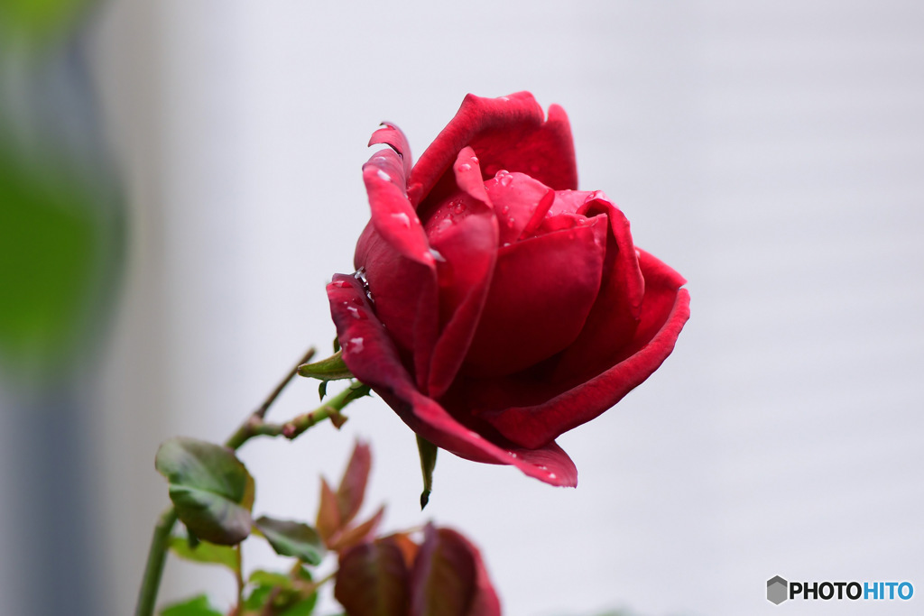 庭に咲いたバラの花
