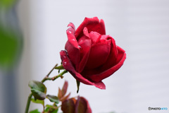 庭に咲いたバラの花