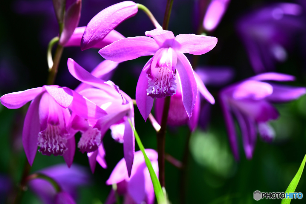 シランの花も咲き乱れる 