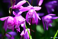シランの花も咲き乱れる 