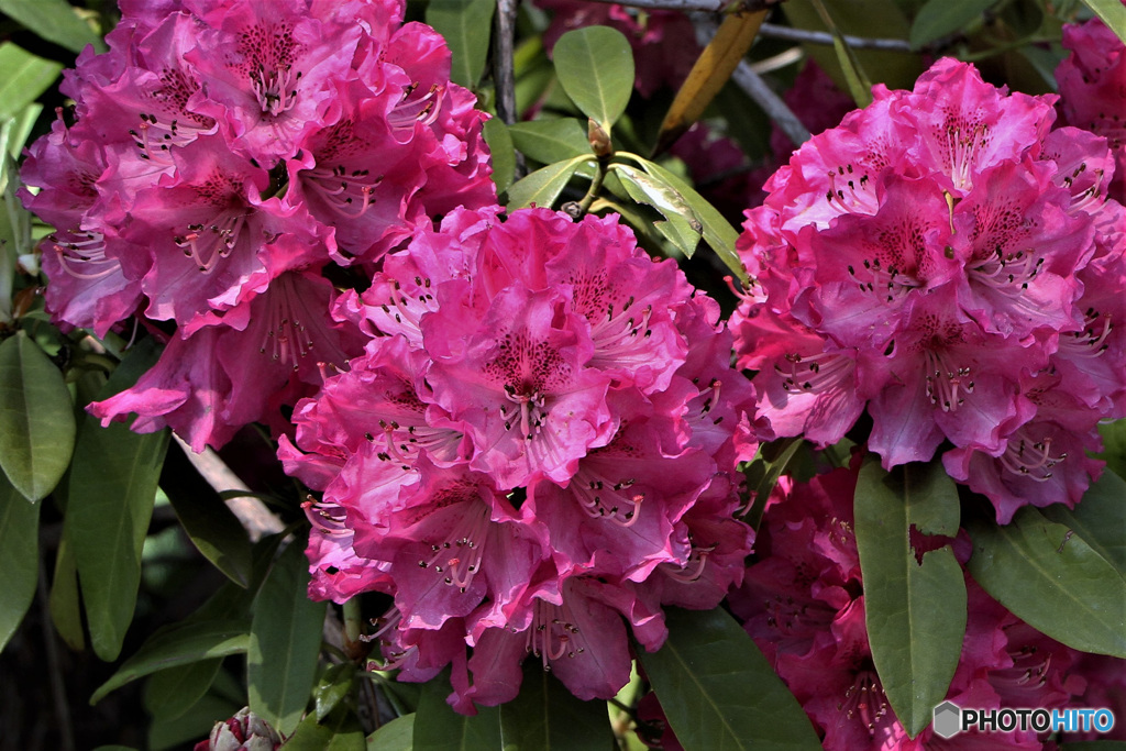 近くの公園に咲いていた石楠花の花