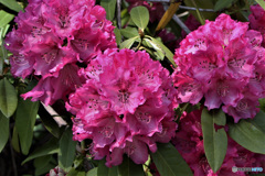 近くの公園に咲いていた石楠花の花