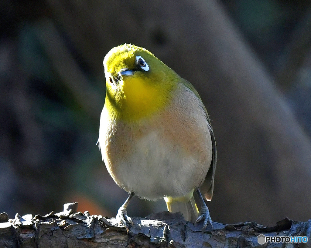 野山の鳥  メジロ