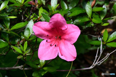  今年初の皐(さつき)の花が一輪咲きました 