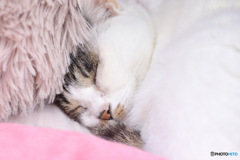 ニャンの日  2月22日 気持ち良さそ～うに寝ています