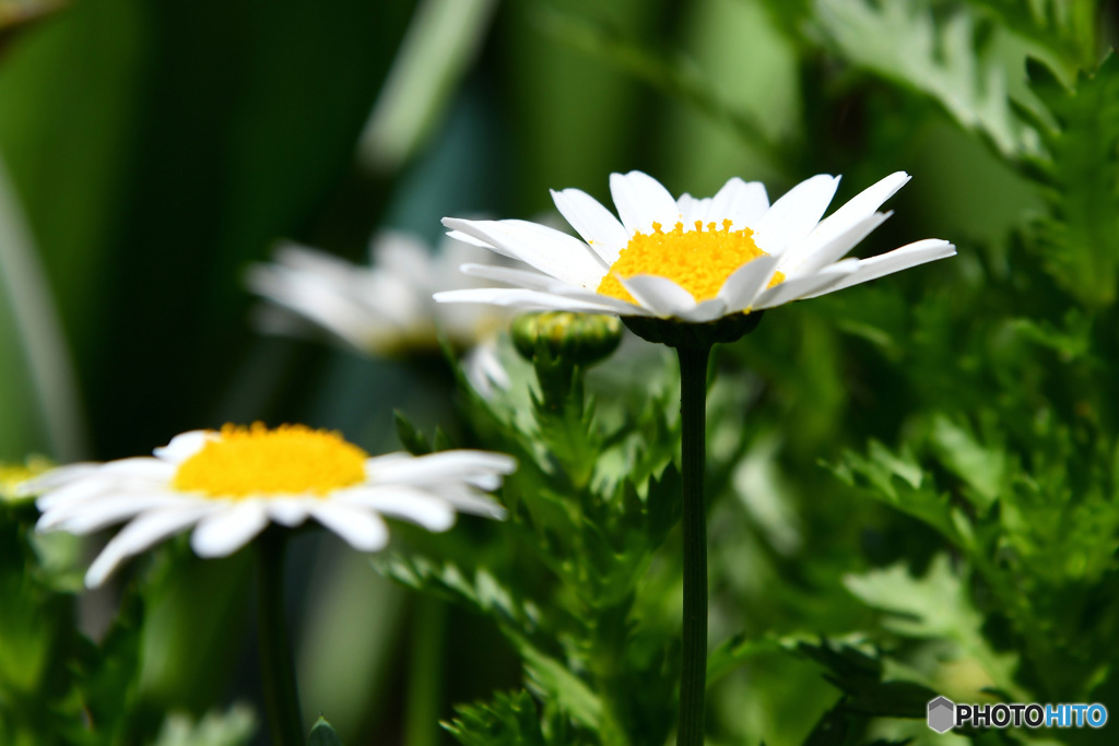 マーガレットの花  21-289