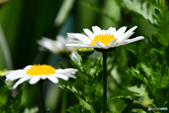 マーガレットの花  21-289