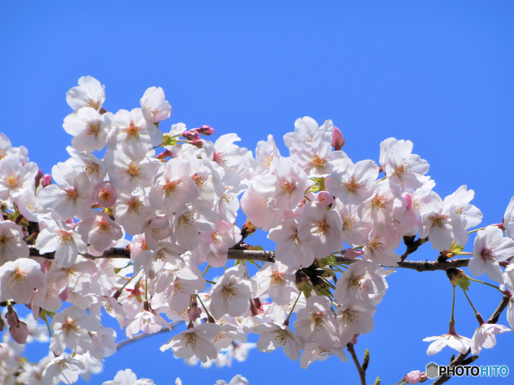 近くの公園に咲いた桜の花  