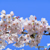 近くの公園に咲いた桜の花  