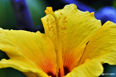 黄色の花  360