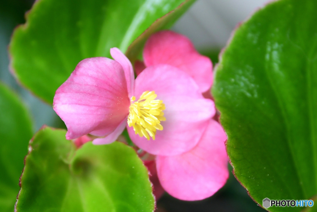 春 庭に咲いた花 