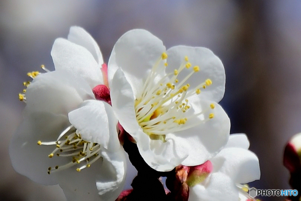  庭に咲く白梅の花  