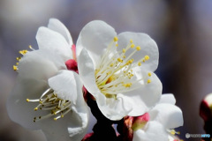  庭に咲く白梅の花  