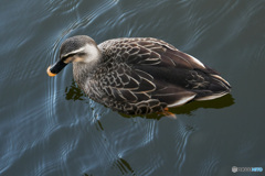 水辺の鳥 カルガモ ①   