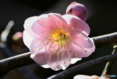 庭に咲いた紅梅 (透過) 23-061