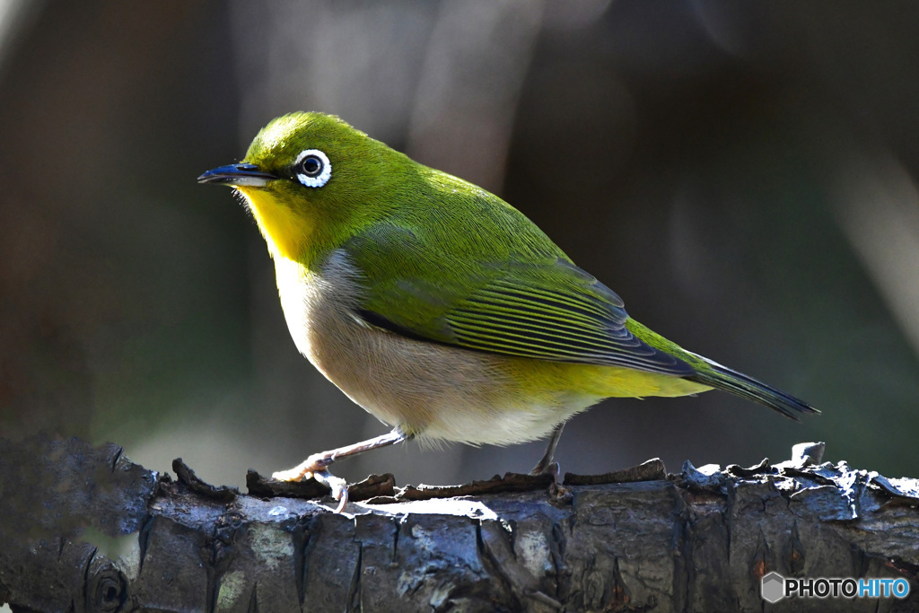 野山の鳥 23-169  メジ君