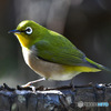 野山の鳥 23-169  メジ君