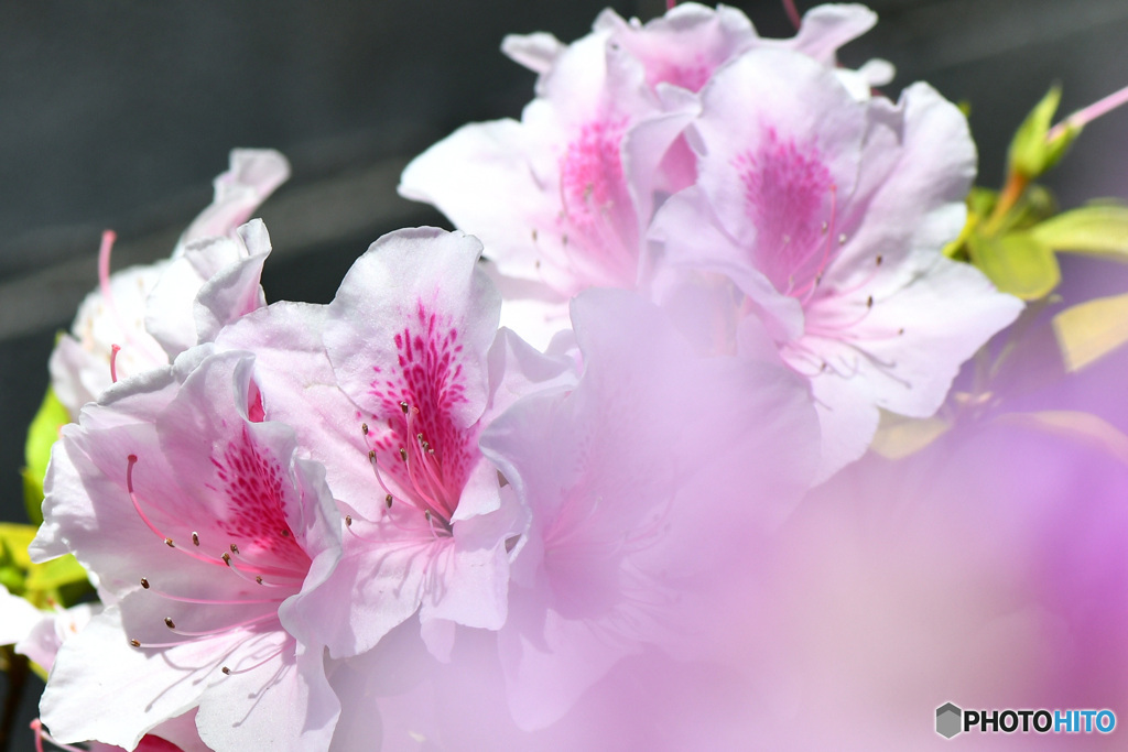 おぼろ気の中につつじの花が  22-227