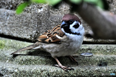 野山の鳥 22-154 すずめドン  