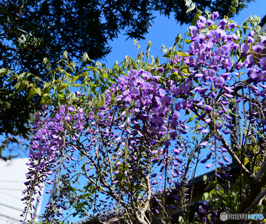 庭に咲いた藤の花   21-240 