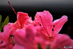  雨に濡れるサツキの花 22-337  