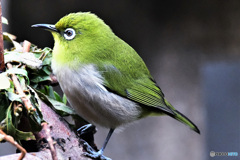 野山の鳥 22-194 メジ君 