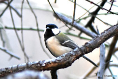 野山の鳥  四十雀