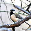 野山の鳥  四十雀
