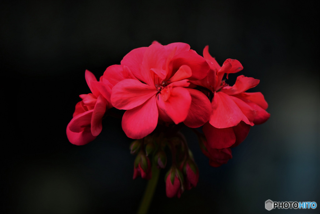 暗い場所に赤い花 23-197