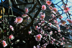 庭に咲いた淡紅梅の花22-086  16-35mmで撮影