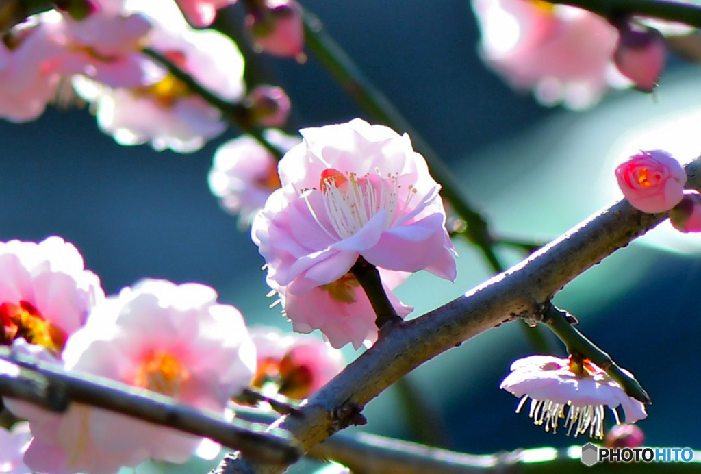 淡い色の紅梅の花 (透過)