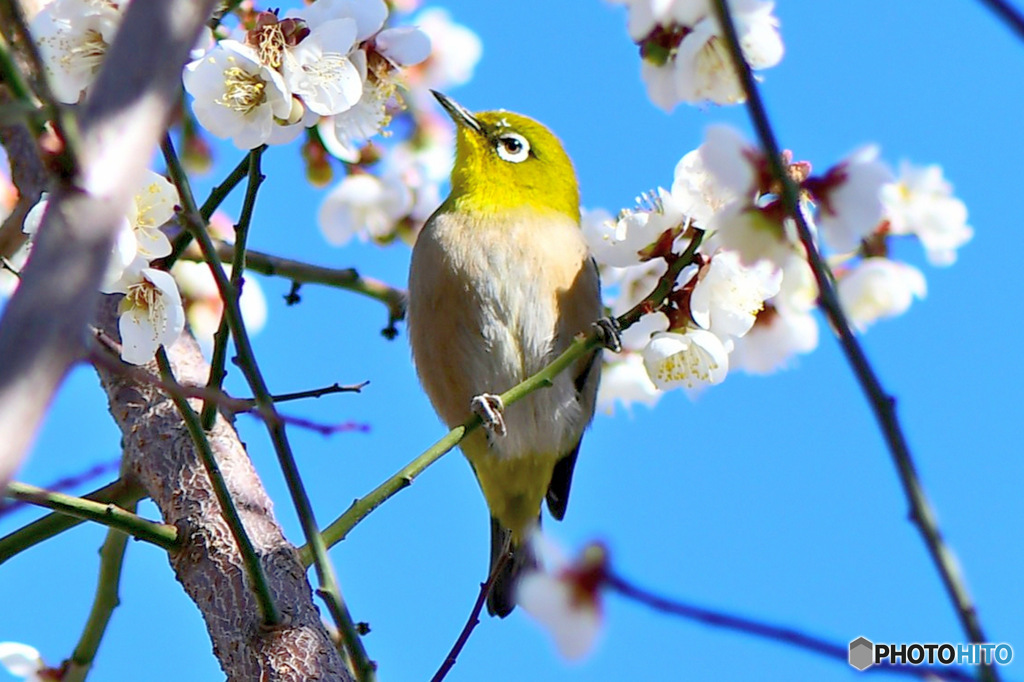 白梅とメジロと青空 