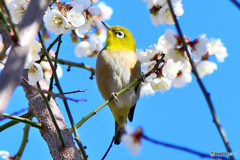 白梅とメジロと青空 