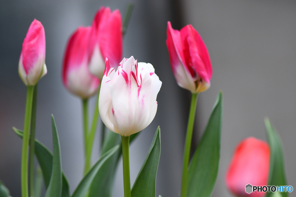 庭に咲いた春の花々   21-167