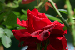 庭に咲いた赤いバラの花(横から) 23-216  