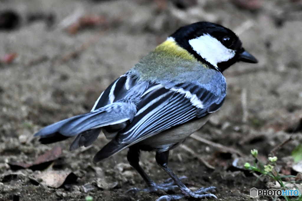 野山の鳥  21-241