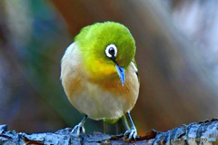 野山の鳥  メジ君