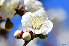  庭に咲いた白梅の花 