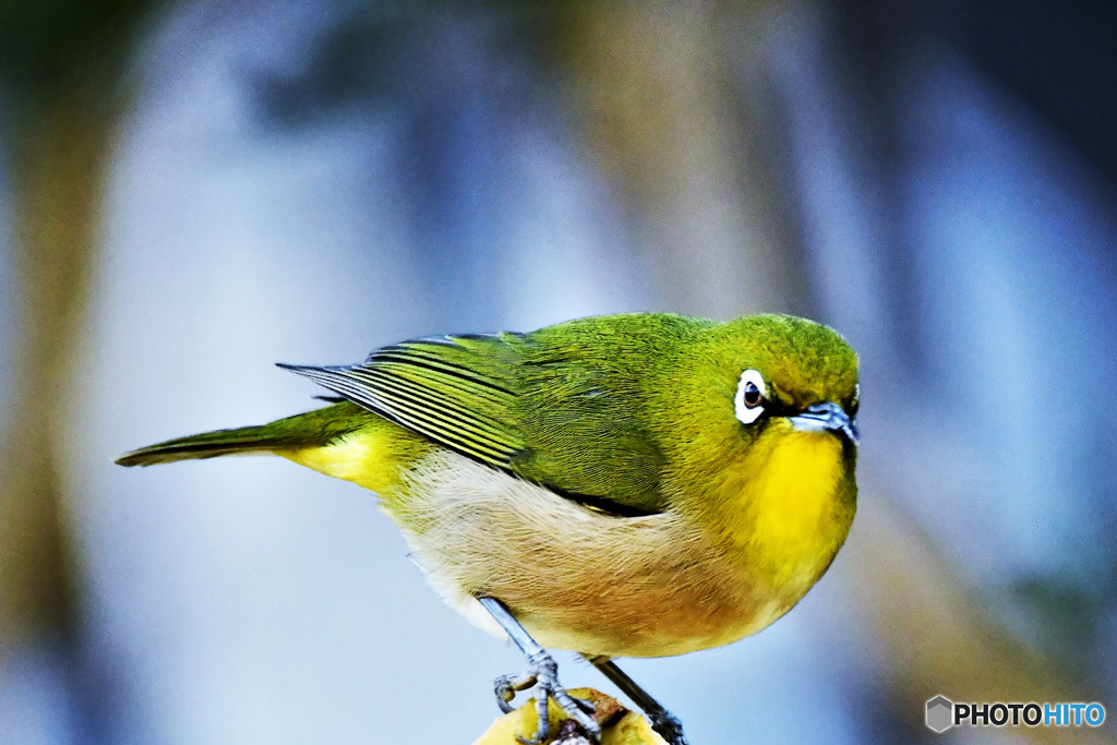 野山の鳥 22-094 メジ君  