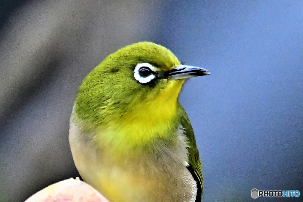 野山の鳥  21-091   メジ君