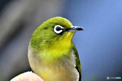 野山の鳥  21-091   メジ君